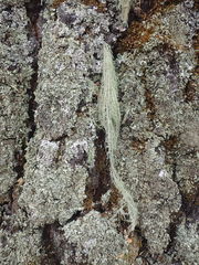 Usnea angulata