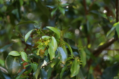 Huberantha nitidissima