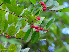 Glochidion littorale