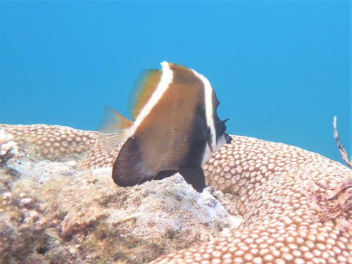 Horned bannerfish (Heniochus varius) — Chaetodontidae — 4