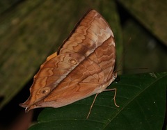 Zeuxidia amethystus