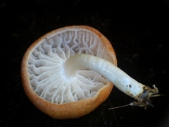 Paramarasmius palmivorus