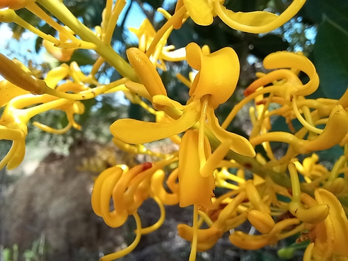 Vochysia tucanorum