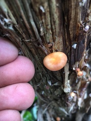 Paramarasmius palmivorus