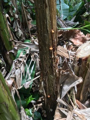 Paramarasmius palmivorus