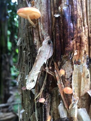 Paramarasmius palmivorus