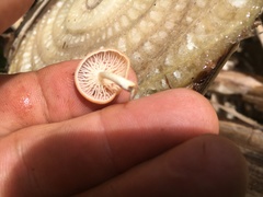 Paramarasmius palmivorus