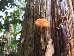 Paramarasmius palmivorus