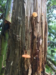 Paramarasmius palmivorus