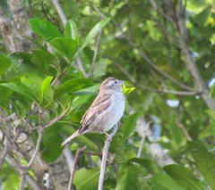 Passer domesticus domesticus