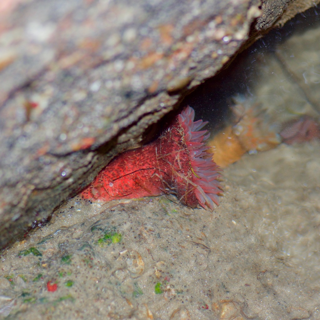 American warty anemone