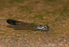 Heliocypha biforata