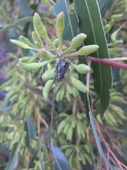 Catasarcus spinipennis