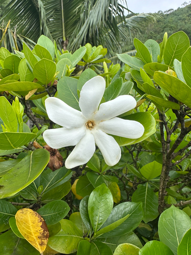 Gardenia taitensis