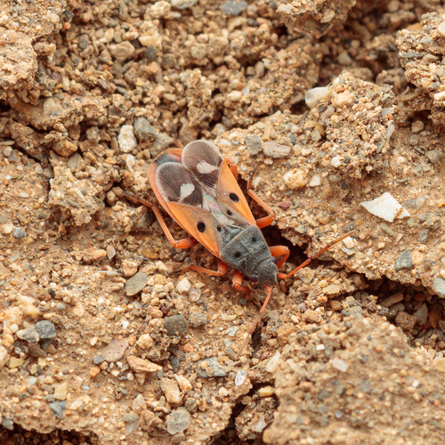 Cosmopleurus fulvipes