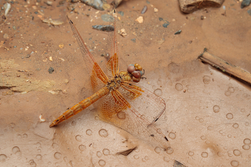 Orange-winged Dropwing