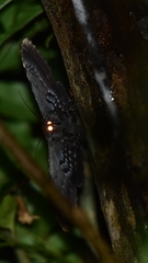 Anisoneura aluco