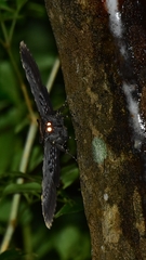 Anisoneura aluco