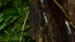 Anisoneura aluco