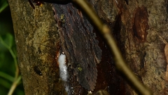 Anisoneura aluco