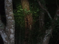 Anisoneura aluco