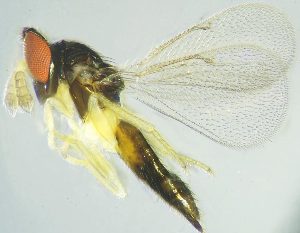 Nesolynx banabitanae