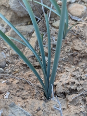 Pancratium canariense, photograph (c) Attila Oláh, some rights reserved (CC BY)
