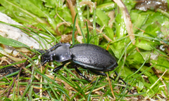 Carabus rossii