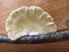 Favolus fuscolineatus