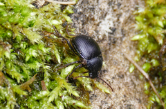 Accanthopus velikensis