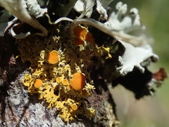 Teloschistes sieberianus