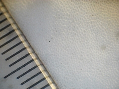 Favolus fuscolineatus