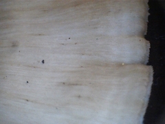 Favolus fuscolineatus