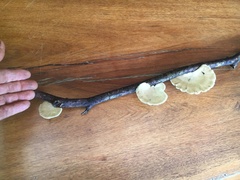 Favolus fuscolineatus