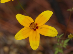 Bidens bicolor