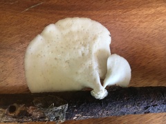 Favolus fuscolineatus