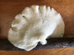 Favolus fuscolineatus