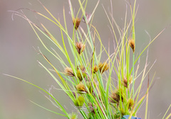 Carex bohemica
