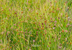 Carex bohemica
