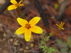 Bidens bicolor