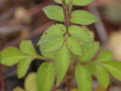Bidens bicolor