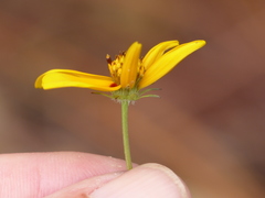 Bidens bicolor