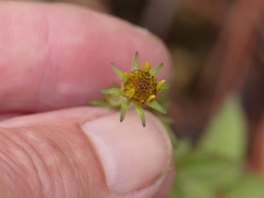 Bidens bicolor