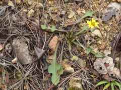 Iostephane trilobata