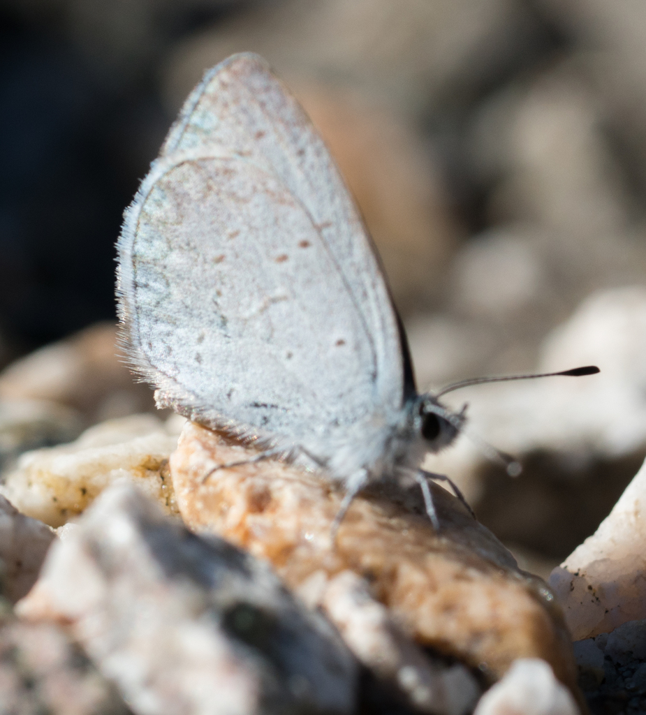 Spring Azure