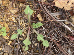 Iostephane trilobata