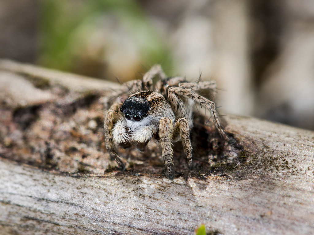Aelurillus m-nigrum