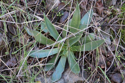 Dudleya lanceolata
