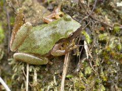 Exerodonta sumichrasti