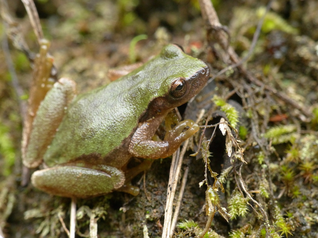 Sumichrast's Treefrog